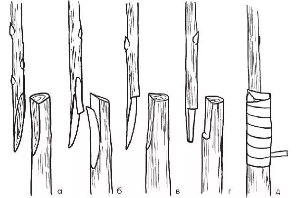 Копулировка размножение алычи14