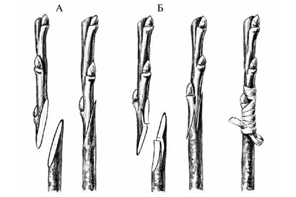 Копулировка Размножение ирги9
