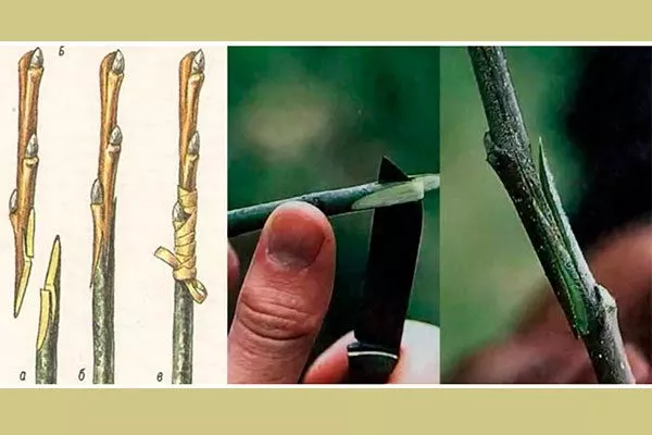 Копулировка