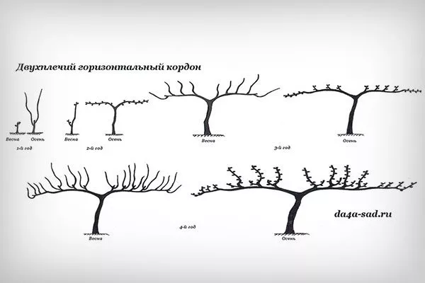 Кордон Обрезка яблони20