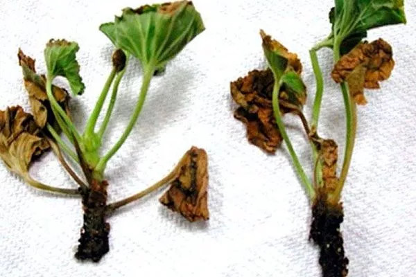 Корневая и стеблевая гниль болезни у пеларгонии11