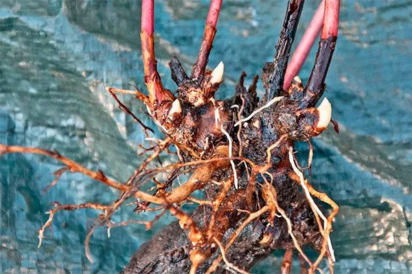 корневище пиона Корал Чарм