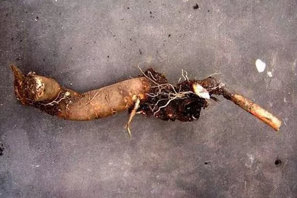 корневой черенок методы размножения пионов15