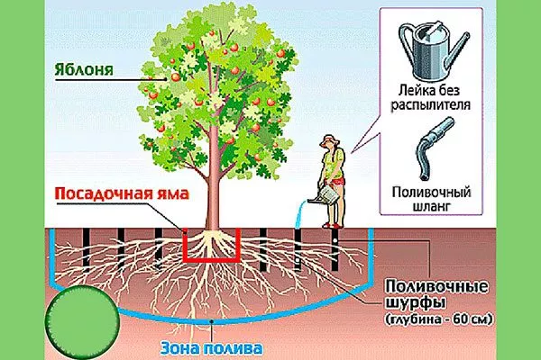 Корневой полив2 Полив яблони8