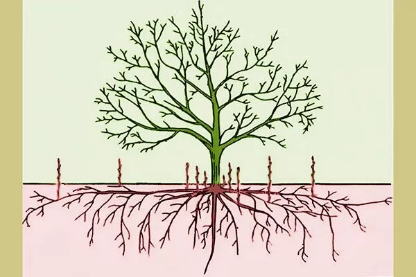 Корневой поросли размножение алычи15