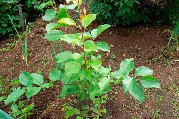 Корневой поросли1 размножение алычи16