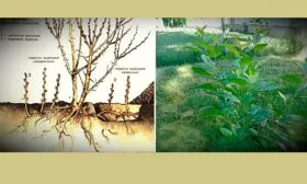 Корневой порослью груши Память Жегалова7