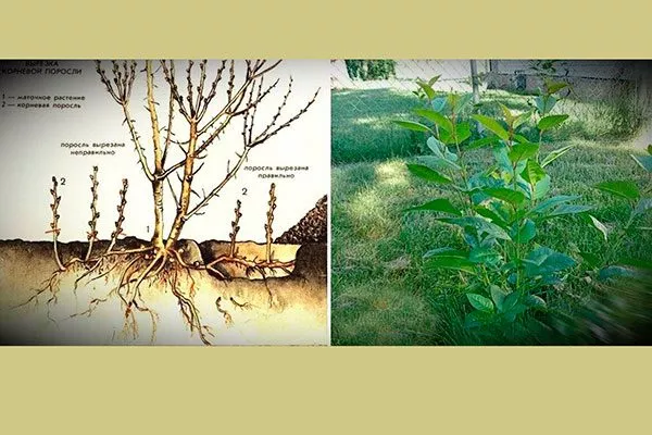 Корневой порослью груши Память Жегалова7