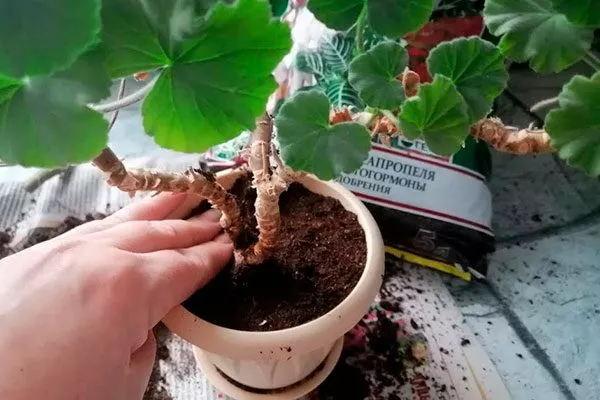 Корни пеларгонии аккуратно расправьте на насыпанном слое почвы пересадка герани7