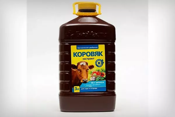 Коровяк подкормить сливу21