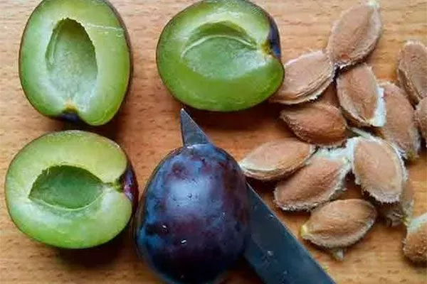 косточка сливы сравнение6