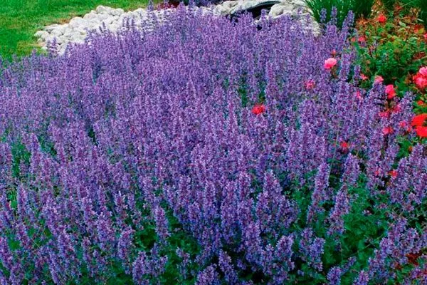 котовник Опыление груши7