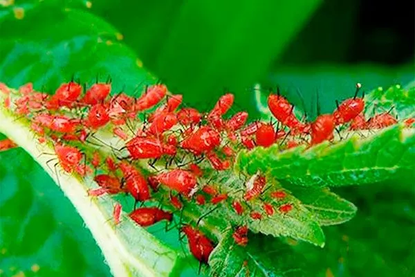 Красногалловая тля Тля на груше20