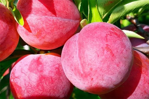 Краснощёкая2