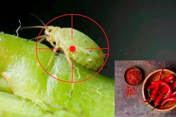 красный перец Тля на груше21