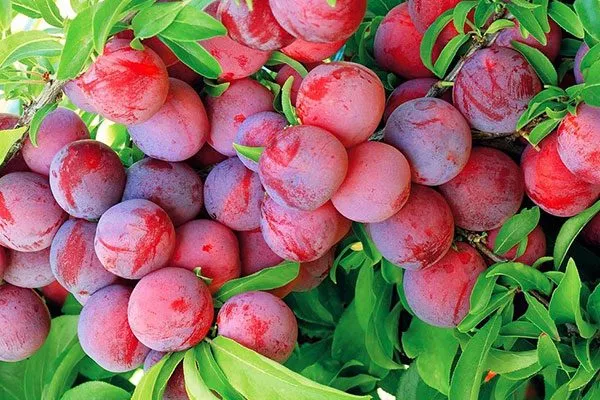 Красный шар для сибири и урала24