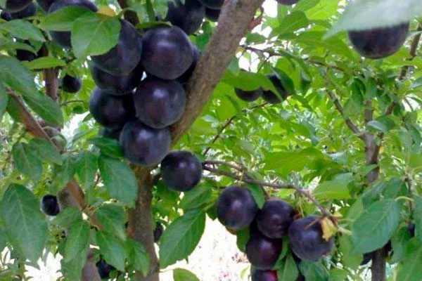 Кремень посадка алычи13