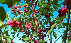 крона Яблони Долго4