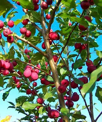 крона Яблони Долго4