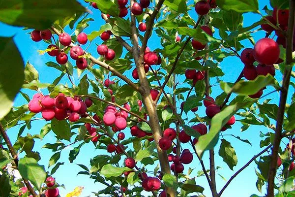 крона Яблони Долго4