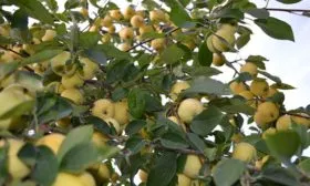 крона яблони уральское наливное7