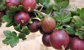 крыжовник Серенада