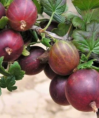 крыжовник Серенада