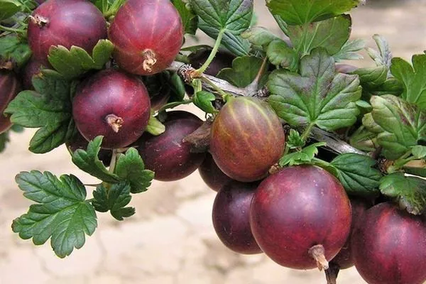 крыжовник Серенада