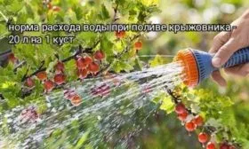 полив крыжовника Серенада