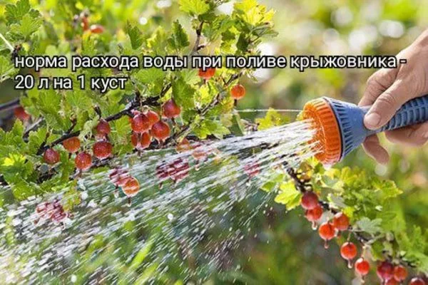 полив крыжовника Серенада