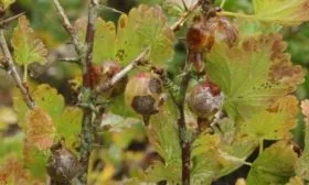 антракноз крыжовника Серенада