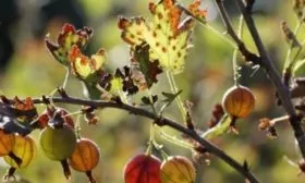 ржавчина крыжовника Серенада