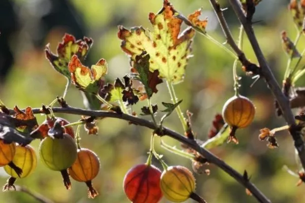 ржавчина крыжовника Серенада