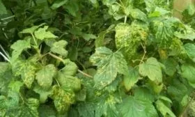 мозаика крыжовника Серенада