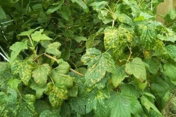 мозаика крыжовника Серенада