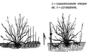 размножение крыжовника Серенада отводками