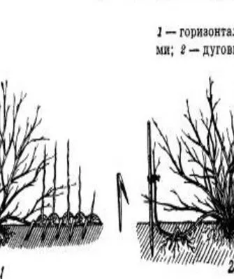 размножение крыжовника Серенада отводками