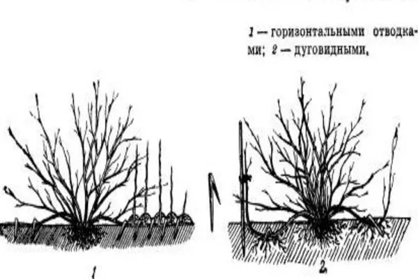 размножение крыжовника Серенада отводками