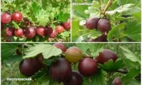 аналоги крыжовника Серенада