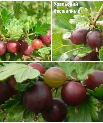 аналоги крыжовника Серенада
