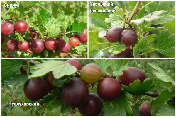 аналоги крыжовника Серенада