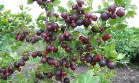 куст сорта Серенада