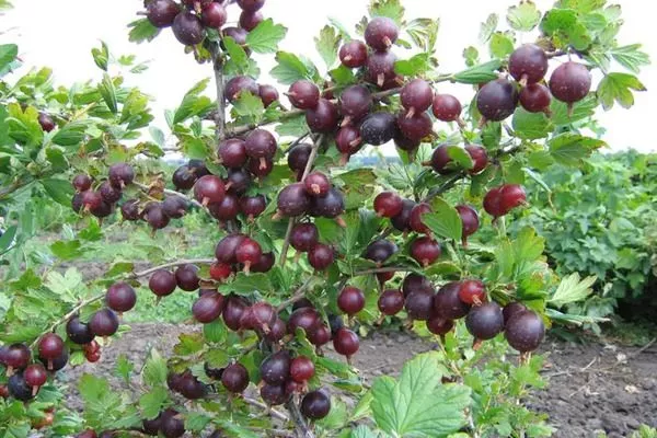 куст сорта Серенада