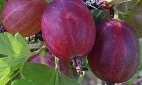 плоды сорта Серенада