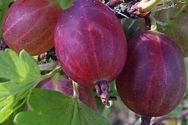 плоды сорта Серенада