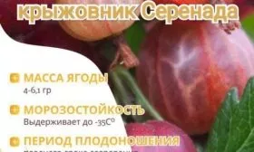характеристики крыжовника Серенада