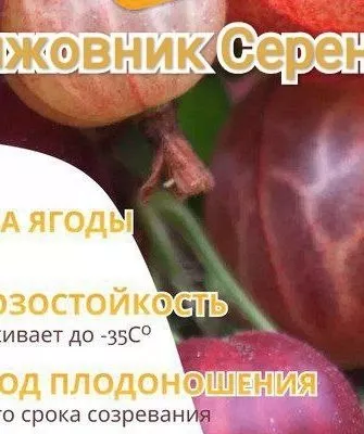 характеристики крыжовника Серенада