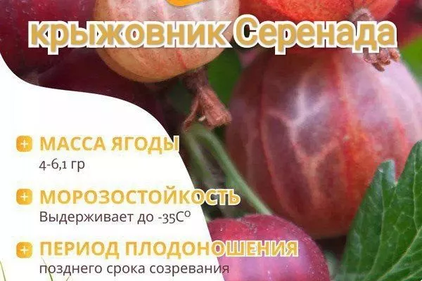 характеристики крыжовника Серенада