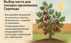 место выращивания крыжовника серенада