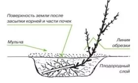 посадка крыжовника Серенада